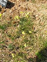 Jonquille - Narcisse - Narcissus Jonquilla - Narcissus Assoanus (fam. Amaryllidacees) (01) (Photo F. Mrugala)